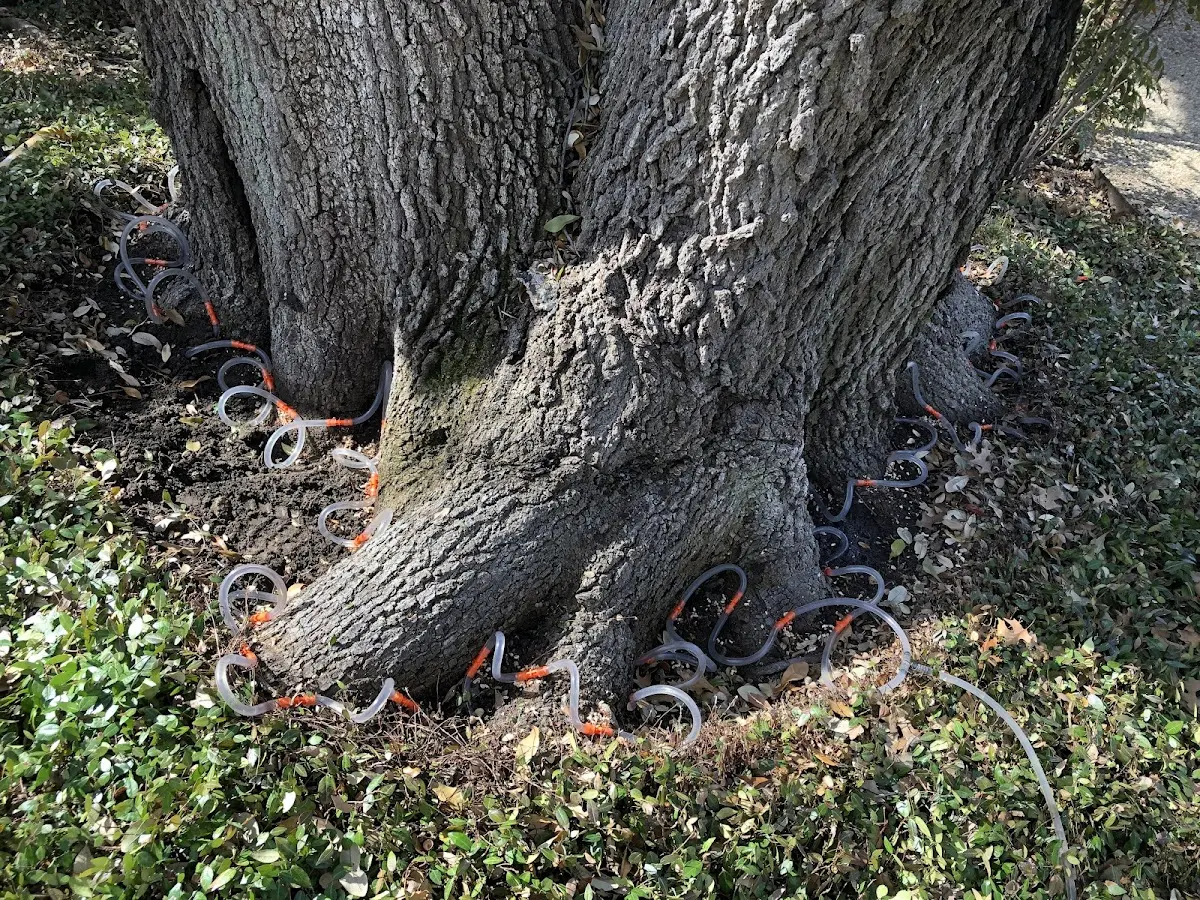 Detailed Tree Cabling and Bracing job site in Finlayson